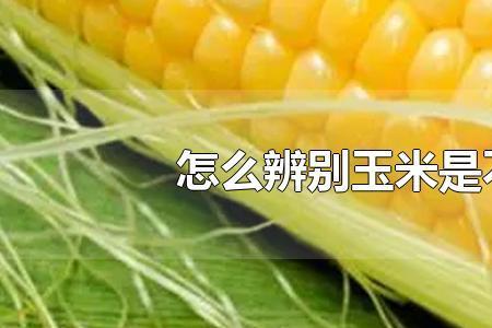 红心玉米都是转基因吗