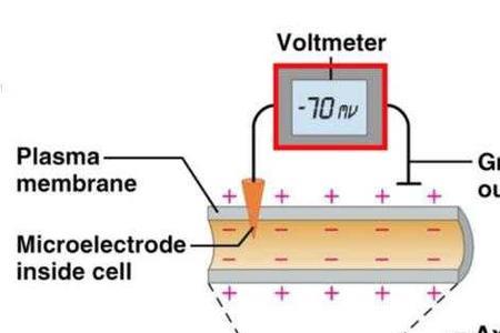 静息电位为什么是内负外正