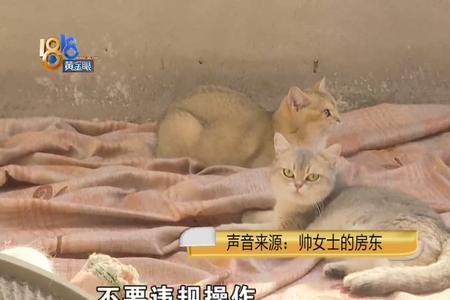 住楼房养猫的危害