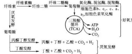 三羧酸循环公式