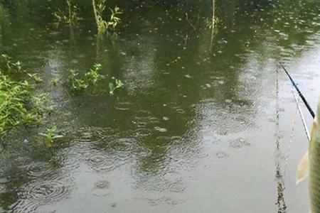 夏天久晴初雨怎么钓鱼