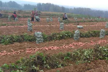 红薯100亩产量