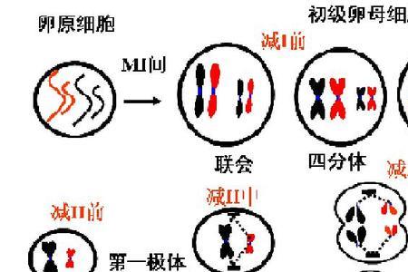 一个体细胞有几个染色体