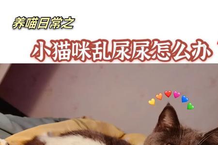 猫为什么会尿到毛上