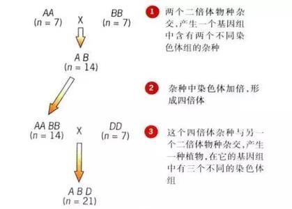 人是几倍体生物