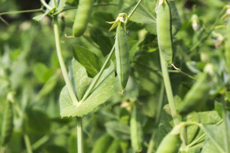 豌豆种植最佳时间是几月份