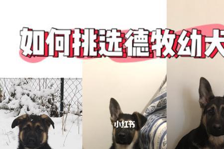 德牧幼犬正常粪便颜色