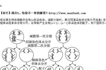 初级精母细胞产生的配子