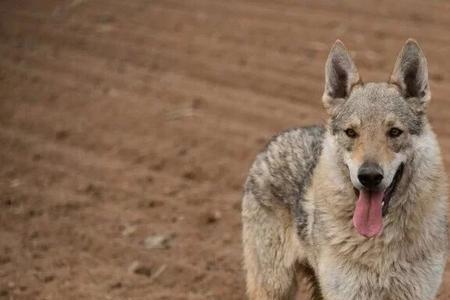 武汉能养捷克狼犬吗