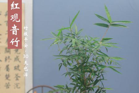 红竹观音竹修剪的枝可以种植吗