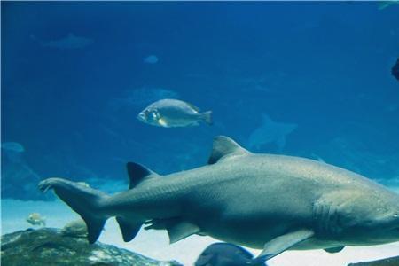 水族馆为啥不养虎鲨