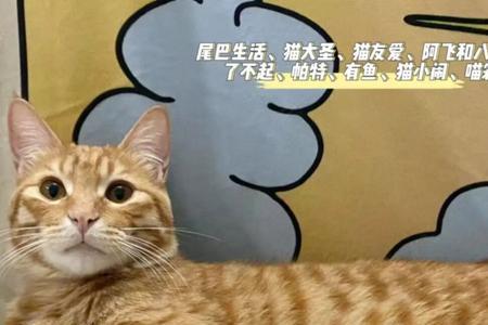 猫罐头香味能持续多久