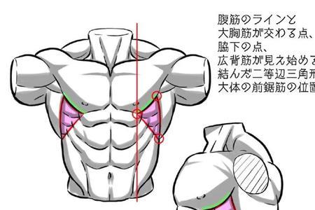 第一个画人体肌肉的画家