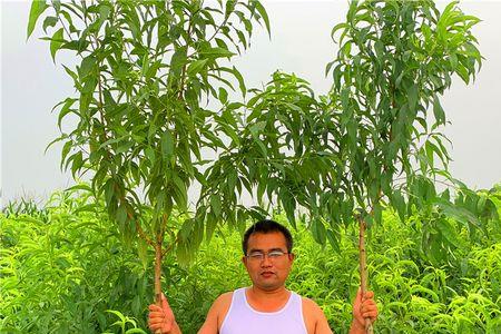 蟠桃树在北方种植方法