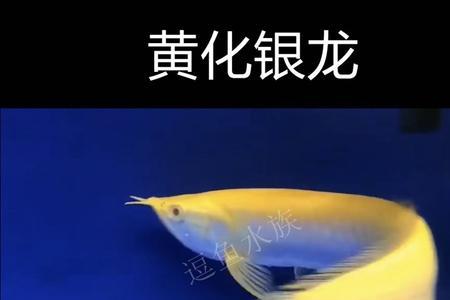 小鲨鱼观赏鱼是冷水鱼吗