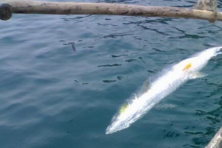 海狼和鳡鱼区别