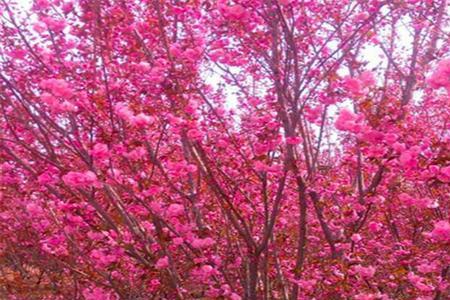 樱花树的市场价