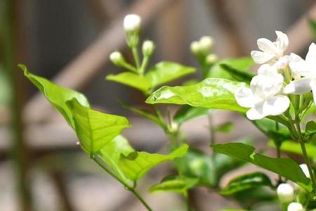 茉莉花开花后多长时间人工授粉