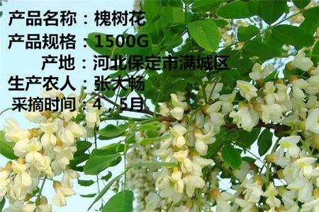 杨槐树红花好还是白花好吃