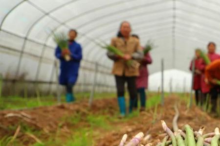 三年芦笋每次可采摘多少