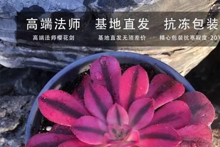 樱花锦多肉可以过夏吗