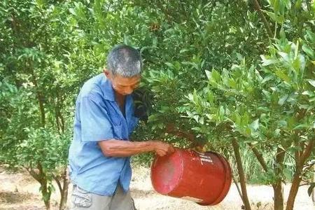 灰枣在八月份能冲施碳酸氢铵吗