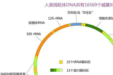 哪里的线粒体最多