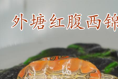 西锦龟浮水怎么办