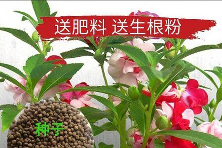 凤仙花种子的结构