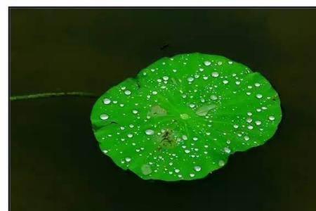 夏雨微凉心自清宁什么意思