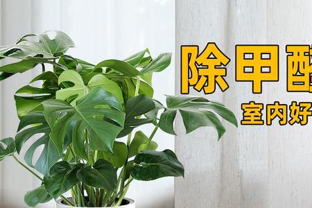 客厅绿植太大了怎么修剪