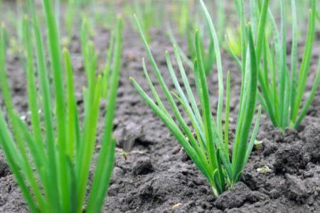 芸苔素给盆栽冲施可以吗