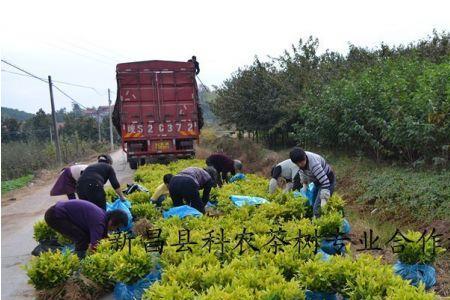 枞阳黄金茶介绍