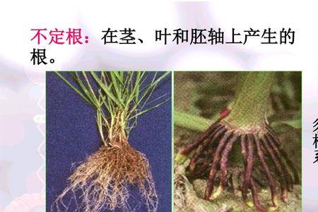 植物为何没有系统