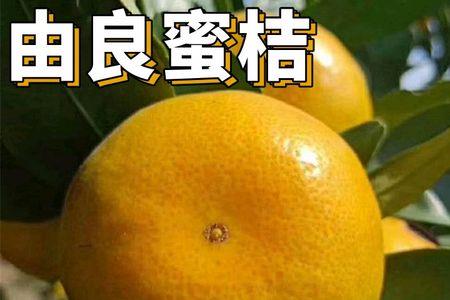 由良蜜桔哪个品种最好