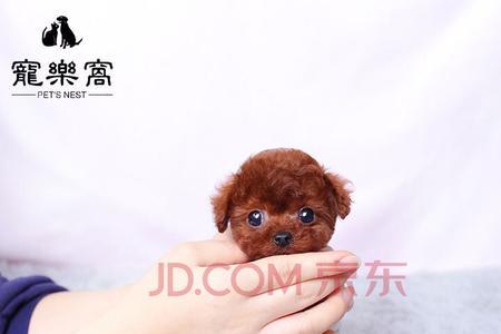 茶杯犬和泰迪脚垫一样吗