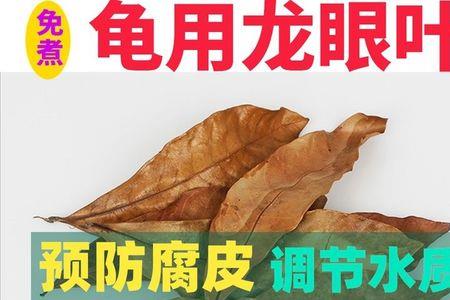 巴西龟可以放榄仁叶吗