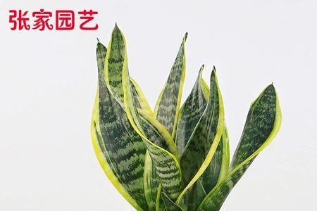 白玉虎皮兰怎么分支