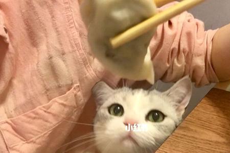 猫咪能吃饺子吗