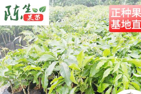 冰淇淋果树种植适合广东省吗