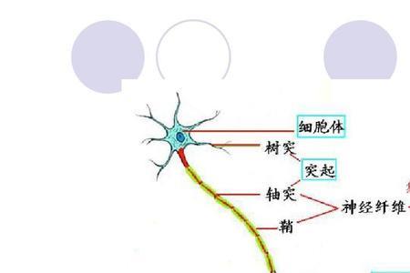 元字的结构讲解