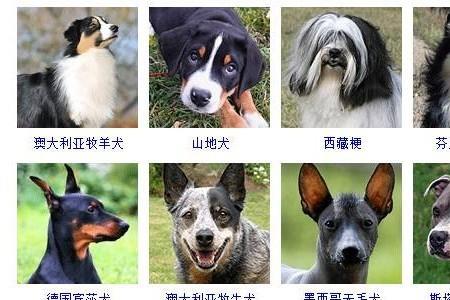 中型犬14岁相当于人类多少岁