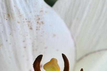 百合花的雄蕊是什么样的