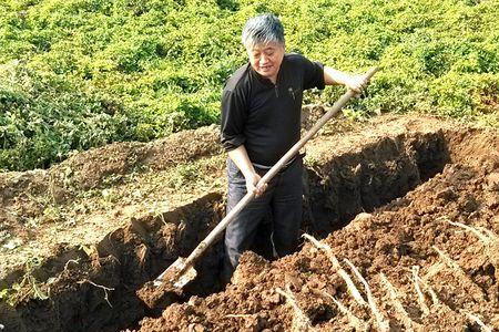 山药一立方大约有多少斤