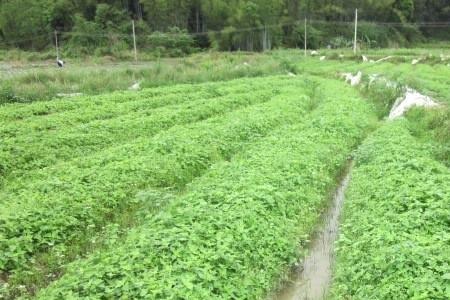 烧仙草种子种植方法