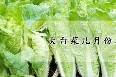 大白菜在多少温度下收获