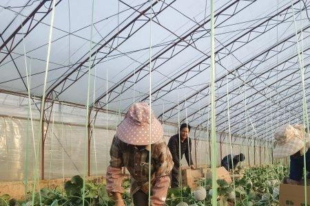 湖北秋季冷棚甜瓜种植时间