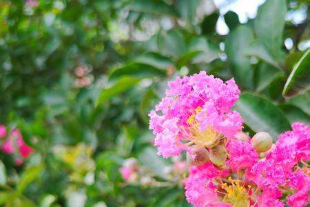 芳香浓郁的意思