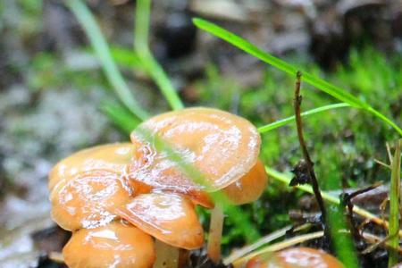 松菇下雨多久能长出来