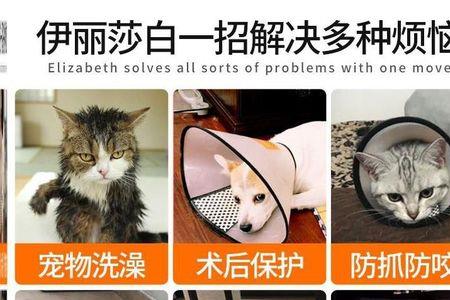 猫脖子上戴的塑料圈叫什么